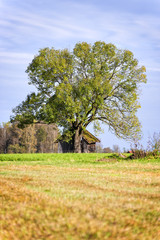 tree, hut and field at Kochelsee