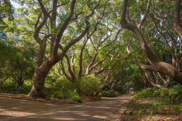 Jardin botanique Kirstenbosch