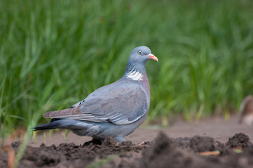 Obraz premium Common Wood Pigeon