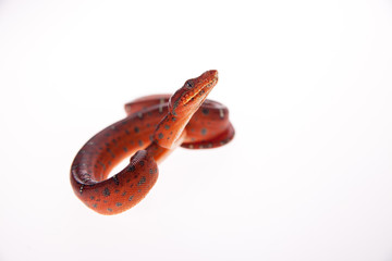 Emerald tree boa, 2 days old, isolated on white