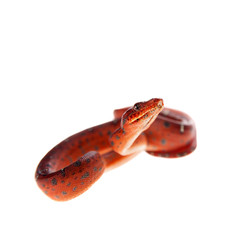 Emerald tree boa, 2 days old, isolated on white