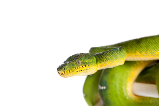 Emerald tree boa isolated on white background