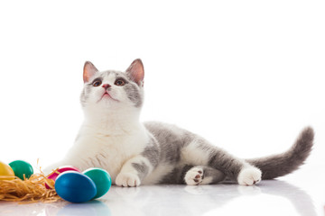 Fototapeta na wymiar cat and easter eggs on white background. funny british kitten w