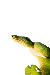 Emerald tree boa isolated on white background