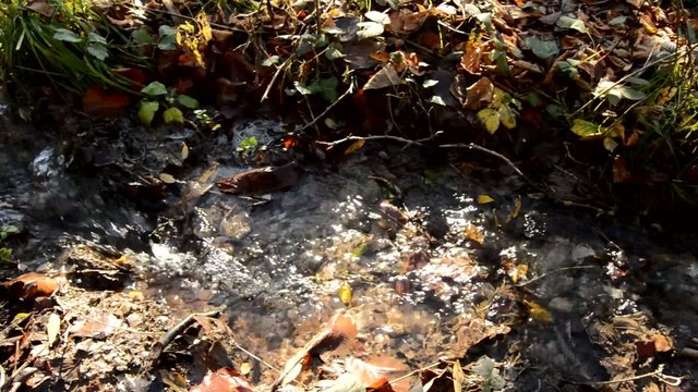 Water Running Through Small Creek in Autumn