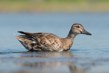 Garganey (Female)