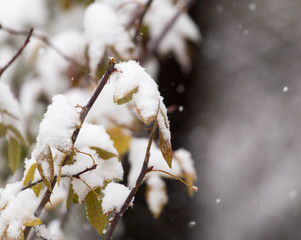 the leaves of the bush in the snow