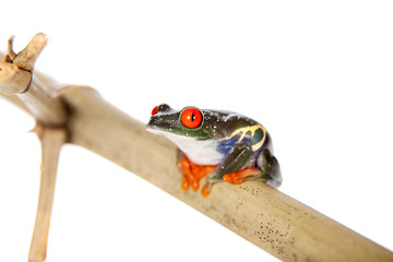 Red eyed tree frog at night on white background
