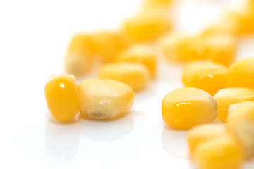 corn on a white background. close-up