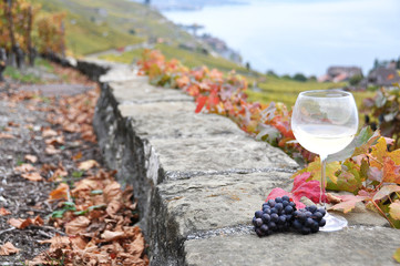 Wine and grapes. Lavaux region, Switzerland