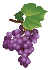 picture of a bunch of grapes