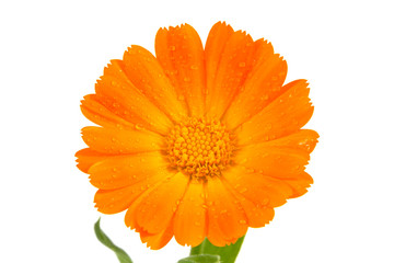 Orange calendula flower