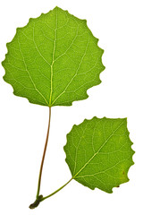 Green aspen leaf