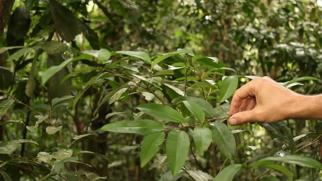 Coca bush (Erythroxylum sp.) growing wild, Ecuador