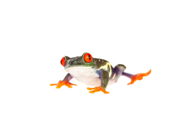 Red eyed tree frog at night on white background