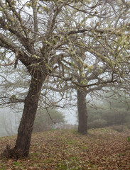 Fototapeta premium Inland Gran Canaria, fog at Las Montanetas