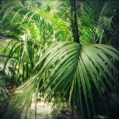 Green leaves in tropical forest jungle