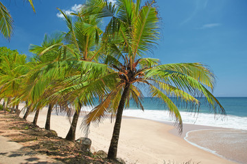 Palm trees on the shore