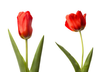 Two Tulip