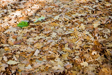 Dry leaves fallen on the ground with a green leaf