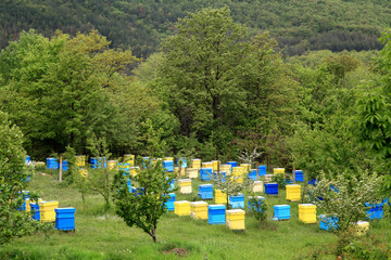 beehives end spring trees