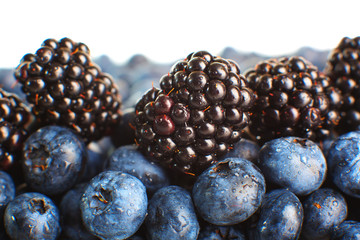Freshly picked blueberries. Macro