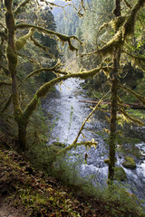 Eagle Creek Trail Columbia River Gorge Washington