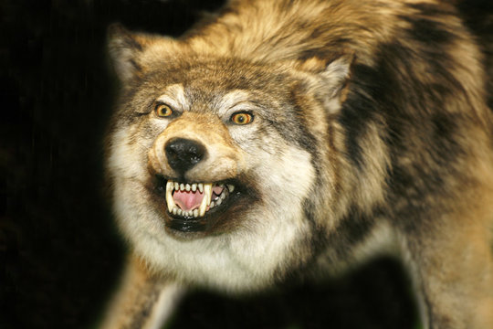 Wild wolf head with open mouth against black background