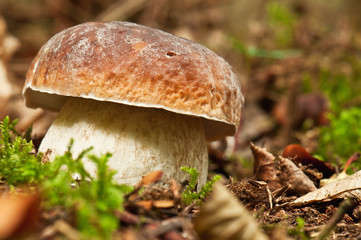 boletus