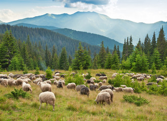 Obraz premium sheeps on the meadow