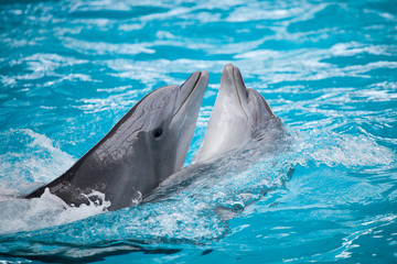 Dancing dolphins couple