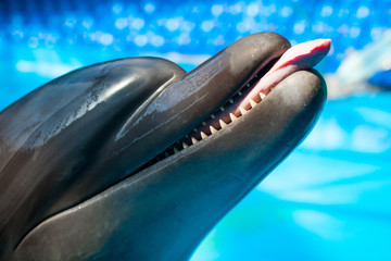 Obraz premium Dolphin showing tongue