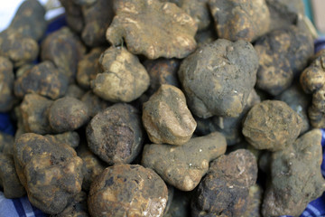 Toscana,tartufo nero.