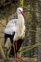 White stork