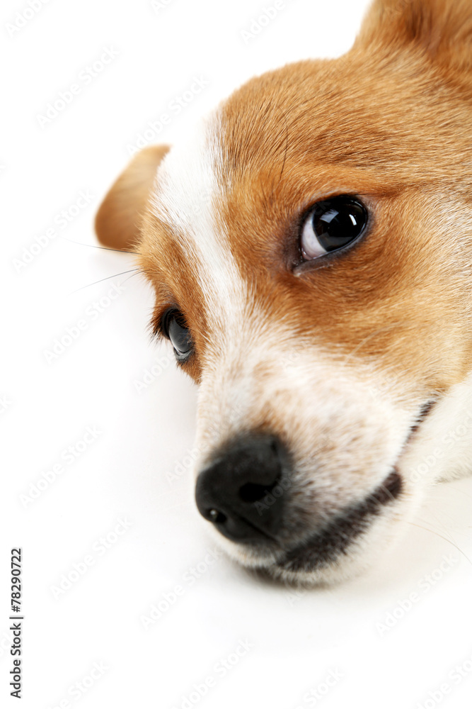 Wall mural Cute dog isolated on white background