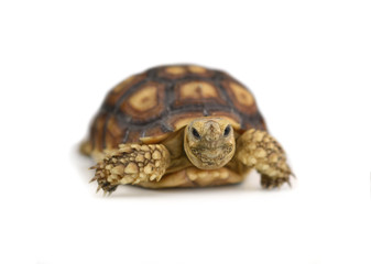 Turtle isolated on white background.