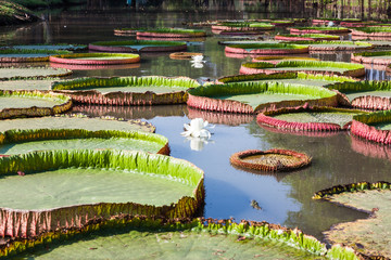 Fototapeta na wymiar beautiful lotus in pond