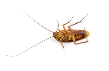 cockroach