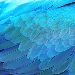 Fototapeta premium Blue and Gold Macaw feathers