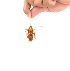 Hand holding brown cockroach over white background