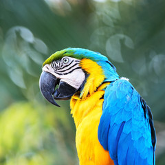 Blue and Gold Macaw