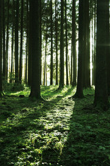 Obraz premium Sonne im Wald