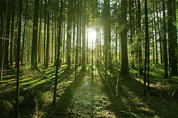 Fototapeta na wymiar Sonne im Wald