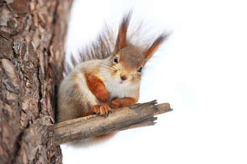 Squirrel on tree isolated