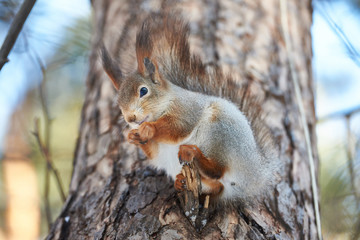 Naklejka na ściany i meble Squirrel on tree with nut