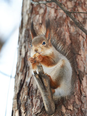 Squirrel on tree with walnut