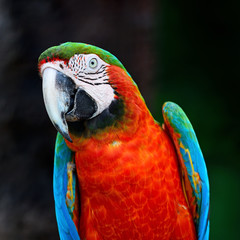 Harlequin Macaw
