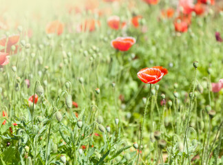Poppies in a green park, spring background
