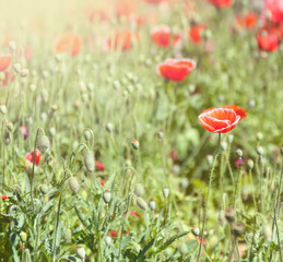 Poppies in a green park, spring background