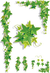 Ivy decorations